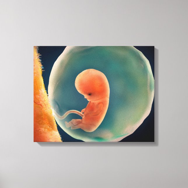 Foetus Development At 9 Weeks Canvas Print (Front)