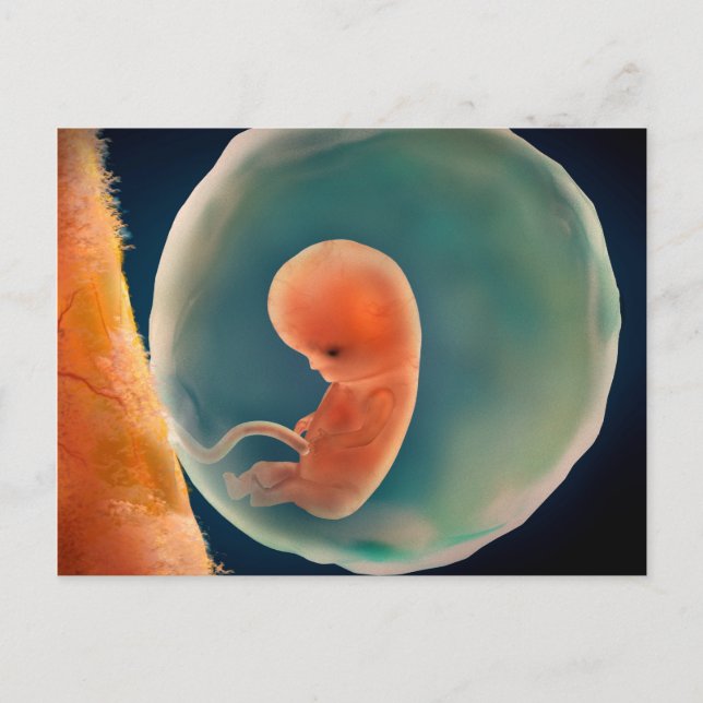 Foetus Development At 9 Weeks Postcard (Front)