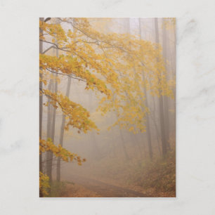 Fog and Autumn foliage, Great Smoky Mountains Postcard