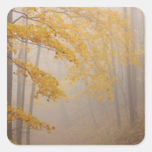 Fog and Autumn foliage, Great Smoky Mountains Square Sticker