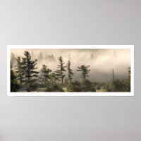 Fog and Conifers in the Morning