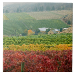 Fog creeps over Gehring Brothers Winery nestled Tile