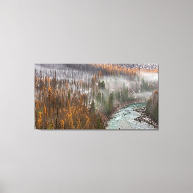 Fog Rolls In On Autumn Larch Trees Canvas Print (Front)