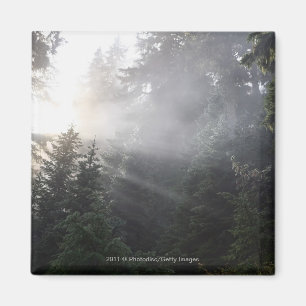 Fog & Sun Beams in a Washington Forest Magnet