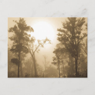 Foggy Forest Sepia - Postcard