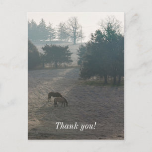 Foggy Grazing Postcard