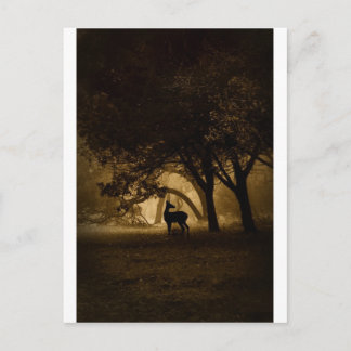 Foggy Morning Postcard