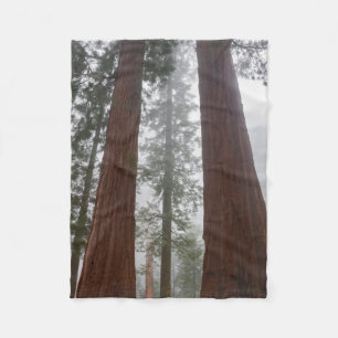 Foggy Morning & Spring Snow Under Giant Sequoia Fleece Blanket