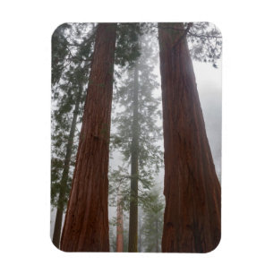 Foggy Morning & Spring Snow Under Giant Sequoia Magnet