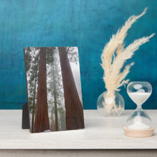 Foggy Morning & Spring Snow Under Giant Sequoia Plaque