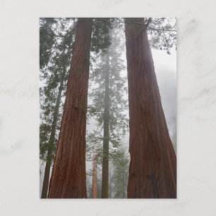 Foggy Morning & Spring Snow Under Giant Sequoia Postcard