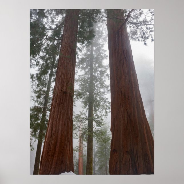 Foggy Morning &amp; Spring Snow Under Giant Sequoia Poster (Front)