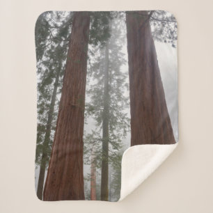 Foggy Morning & Spring Snow Under Giant Sequoia Sherpa Blanket