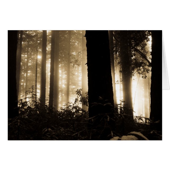 Foggy Sunrise (Front Horizontal)