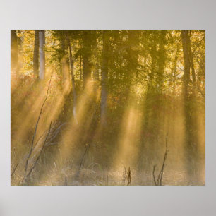 Foggy Sunrise at  Tamarac NWR near Detroit Lakes Poster