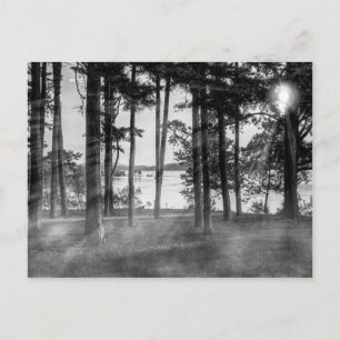 Foggy Trees At Table Rock Grayscale Postcard