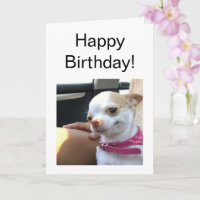 Folded Card Pretty Chihuahua Dog Meme