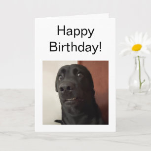 Folded Card Scared Dog Meme