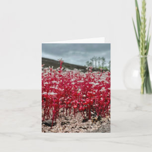 Folded greeting card with wildflower photo.
