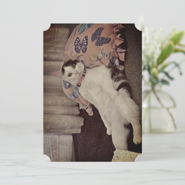 Folded Note Card With Cat Relaxing (Standing Front)