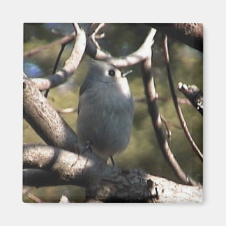 folder zazz 1 012 magnet