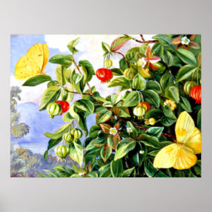 Foliage, Flowers and Fruit of the Pitanga - Jamaic Poster