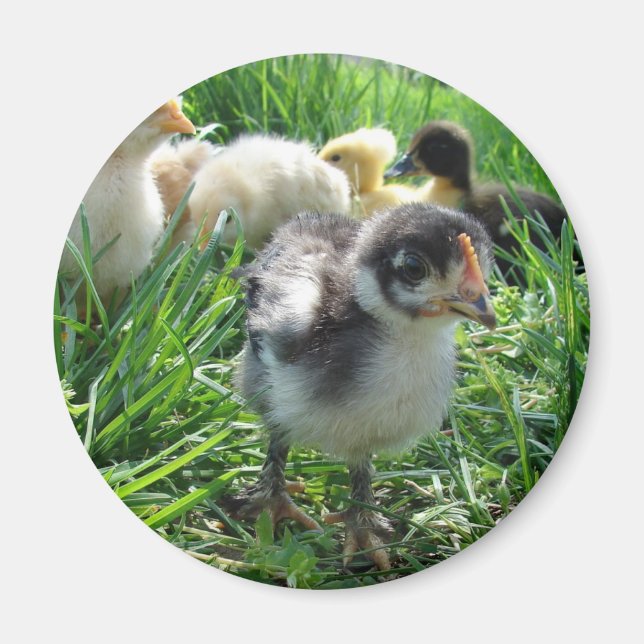 Follow The Leader Magnet (Front)