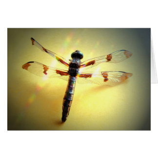 Follow The Light - Dragonfly Only