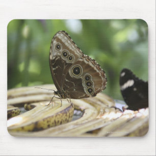 Food for Butterflies Mouse Pad
