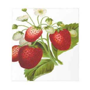 Food fruit leaf leafy leaves notepad