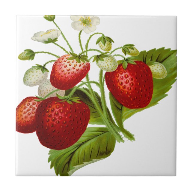 Food fruit leaf leafy leaves tile (Front)
