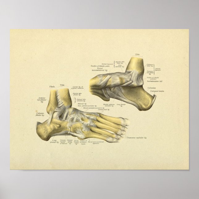 Foot Ankle Anatomy Bones Print (Front)