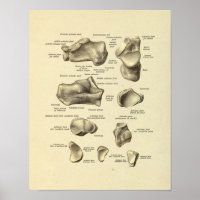 Foot Ankle Anatomy Tarsal Bones Print