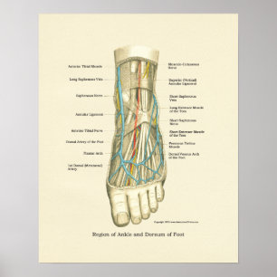 Foot & Ankle Internal Anatomy Poster