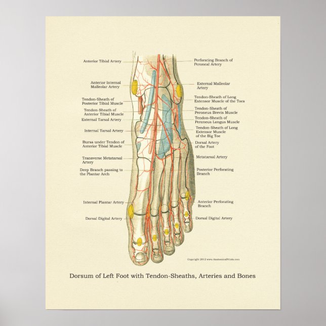 Foot & Ankle Internal Anatomy Poster (Front)