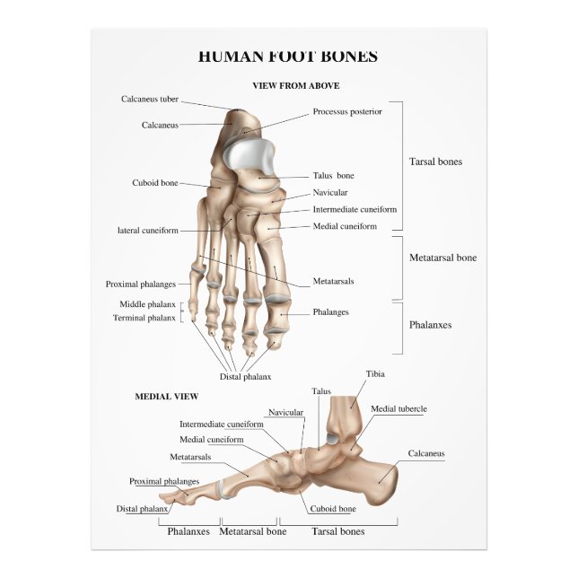 Foot Bones Anatomy Photo Print (Front)