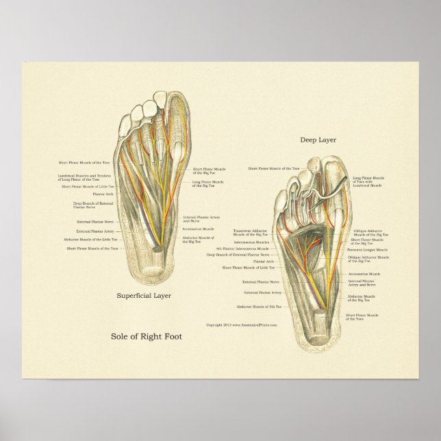Foot Internal Anatomy Poster (Front)