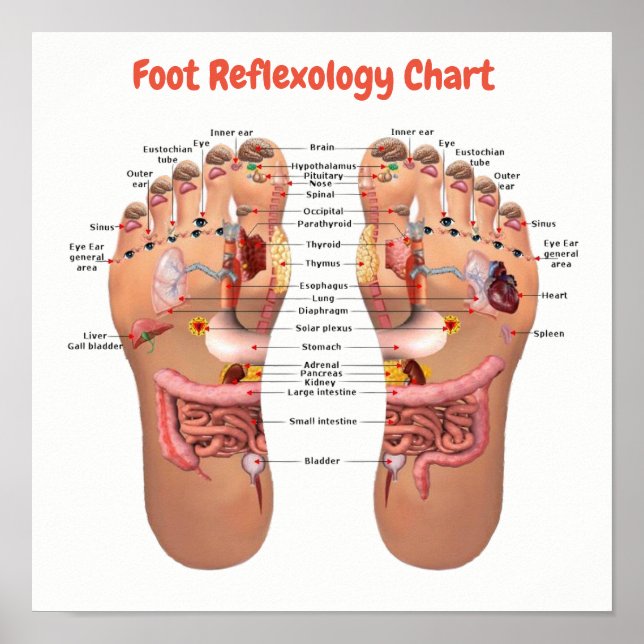 foot reflexology 12x12" poster (Front)