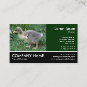 Footed Photo - Gosling 02 Business Card