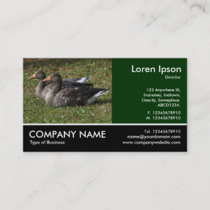 Footed Photo - Greylag Geese Business Card