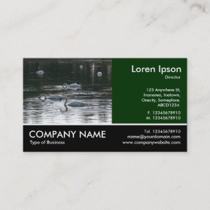 Footed Photo - Swans Business Card