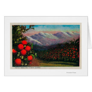 Foothill Orange Grove in the WinterState