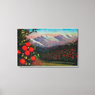 Foothill Orange Grove in the WinterState Canvas Print
