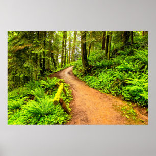 Footpath in Forest Park Poster