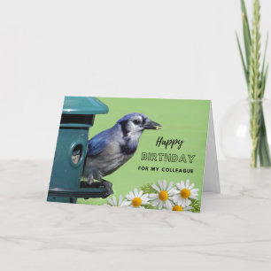 For Colleague  Birthday with Blue Jay at Feeder Card