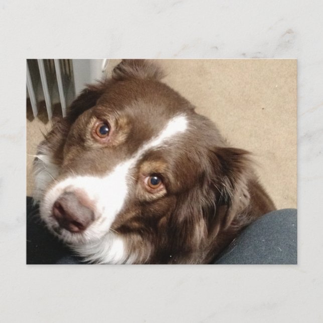 For the love of Aussie! Postcard (Front)