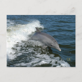 For the Love of Dolphins Postcard