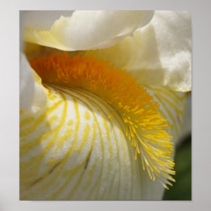 For the Love of Iris Poster