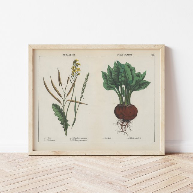 Forage or Field Plants | Charlotte Mary Yonge Poster (Creator Uploaded)