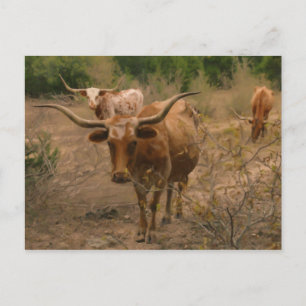 Foraging for Food Postcard